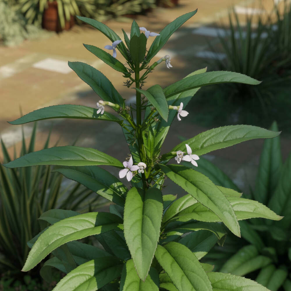 Chlamydia 5 Andrographis paniculata (Kalmegh), tratamiento complementario